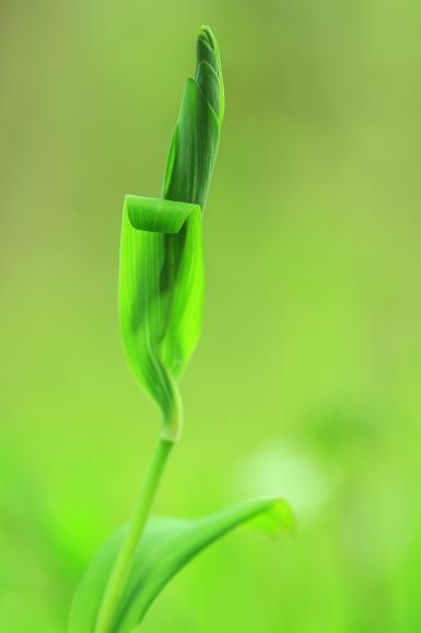 Maiglöckchen, Canon EOS 700D | 200mm | 1/200 s | f/5 | ISO 200