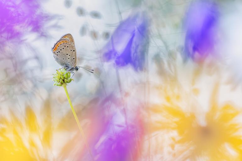 Schmetterling im Traumbokeh, Canon EOS 5D Mark III | 180mm | 1/160 s | f/3,5 | ISO 800