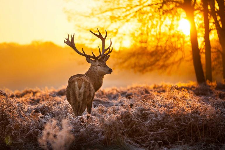 Hirsch in der morgendlichen Sonne.