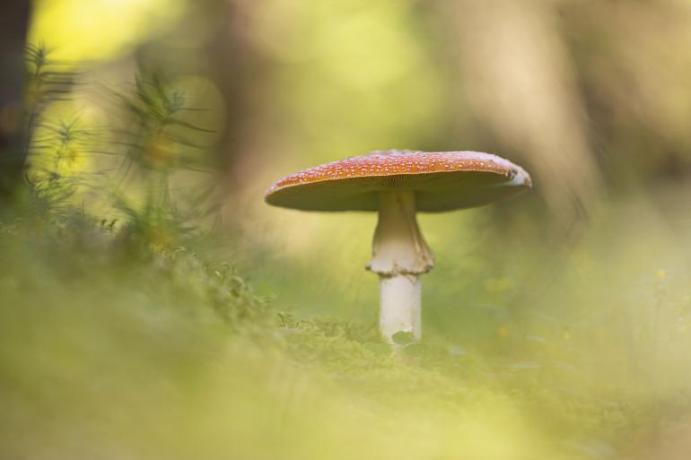 Fliegenpilz, Canon EOS 6D Mark II | Sigma 150mm f/2,8 EX DG | 1/80 s | f/3,2 | ISO 100