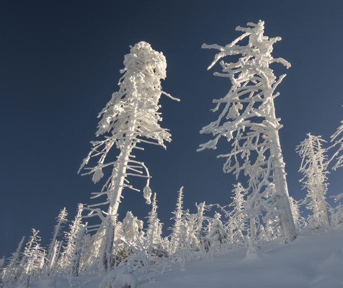 Raueis im Harz: Raueis hat diese Bäume vollkommen erstarren lassen. Der Wind drückt den Nebel gegen die Vegetation, ein Eispanzer entsteht. Nikon D7200 | 18mm | 1/80 s | f/9 | ISO 100