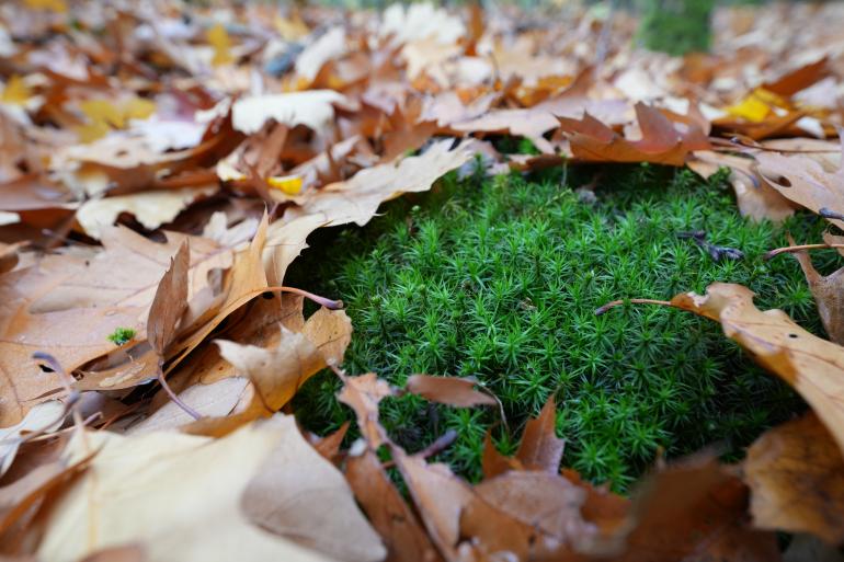 Unbearbeitetes Praxisbild; Exif-Daten: Sony Alpha 7R V, Sony FE 12-24mm F2.8, 24mm, 1/30 s, f/5,6, ISO 640