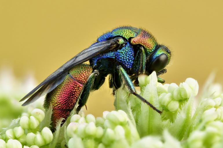 Für die perfekte Schärfe jedes kleinsten Details im Bild wurden 21 Fotos von dieser Gemeinen Goldwespe erstellt. Dazu wurde der Fokuspunkt immer wieder leicht verschoben.