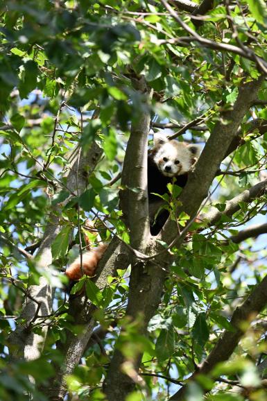 Praxistest im Kölner Zoo: Der Kleine Panda saß während des Tests hoch oben in der Baumkrone. Dank der langen Brennweite ließ er sich gut abbilden. Herzlichen Dank an den Kölner Zoo für die Unterstützung.