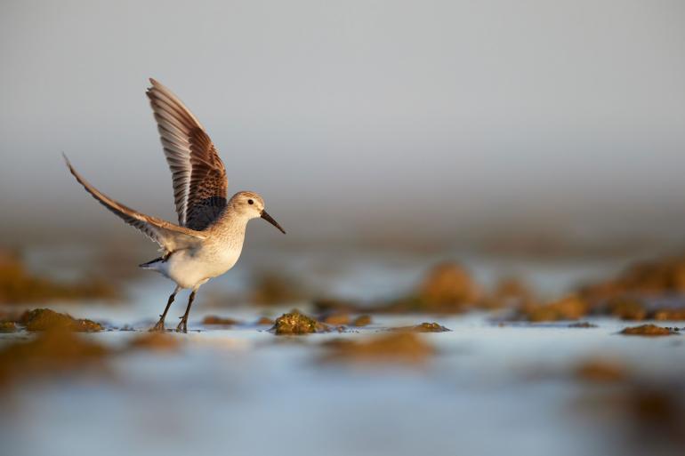 Der Nationalpark Coto de Doñana ist eine wichtige Station für die Zugvögel von Europa nach Afrika. Sechs Millionen Vögel sollen hier alljährlich eintreffen.