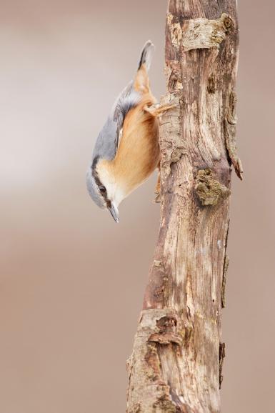 Kleiber steht Kopf: Der kleine Kleiber – auch Spechtmeise genannt – hat eine Vorliebe für Wildvogelfutter wie Nuss-Stangen. Zudem typisch für den 14 cm großen Singvogel: Bäume hinauf- und kopfüber hinunterzuklettern.
