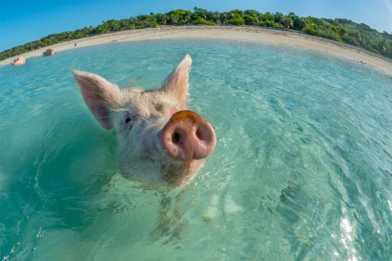Glückliches schwimmendes Schwein