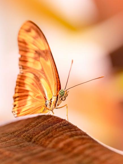 Auch diesen als Fackel bezeichneten Schmetterling fotografierte Altlechner im Zoo. Die Gesamtfarbigkeit der Aufnahme und die perfekte Schärfe sind beeindruckend. Der Tausendfüssler (siehe nächste Aufnahme) ist dagegen ein privates Haustier. Canon R | 100mm + 1,4× | 1/200 s | f/4 | ISO 800