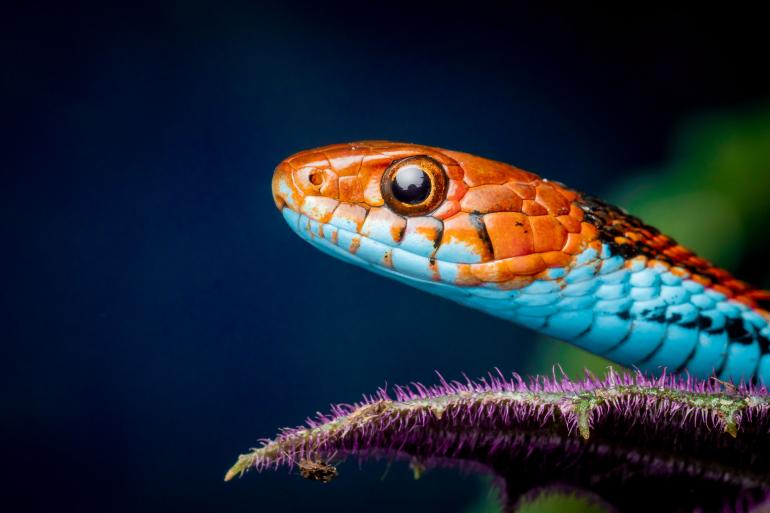 Die San-Francisco-Strumpfbandnatter (lat. Thamnophis sirtalis tetrataenia) weist eine markante Schlangenhaut auf. Sven Altlechner unterstreicht auf seinem Bild die Farbigkeit des Tiers, das in einem privaten Haushalt unter Blitzeinsatz fotografiert wurde. Canon R | 100mm + 1,4× | 1/200 s | f/13 | ISO 400