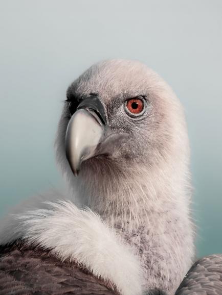 Ein stolzer Gänsegeier wird hier von Sven Altlechner bildfüllend in Szene gesetzt. Die Aufnahme aus einem Zoo zeigt bereits die typische Bildsprache des Fotografen, bei dem Farbe und Fokus zentrale Parameter seiner Fotos sind.