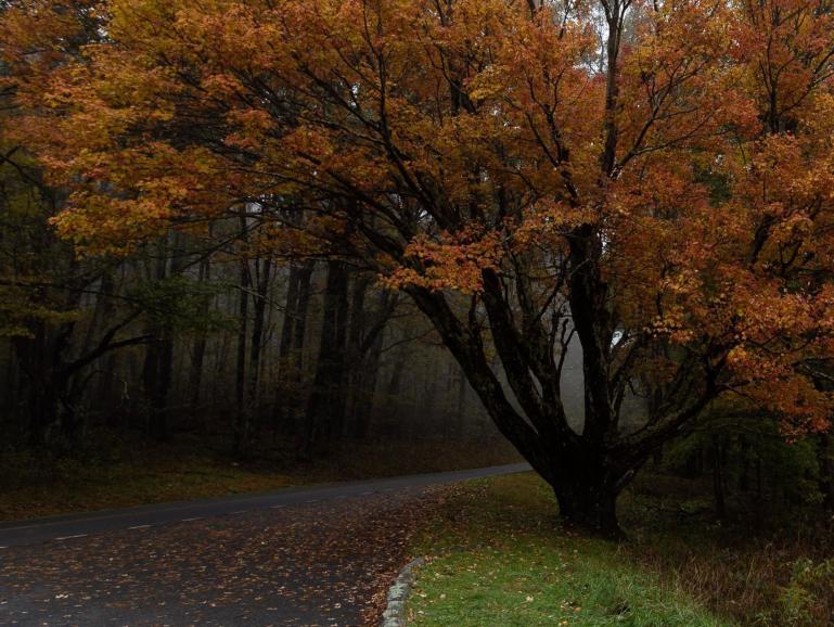 Zum Leuchten bringen: Diese etwas unterbelichtete Aufnahme wird mithilfe der praktischen Bearbeiten-Regler und integrierten Presets von Luminar Neo schnell zu einem strahlend schönen Herbstbild verwandelt.