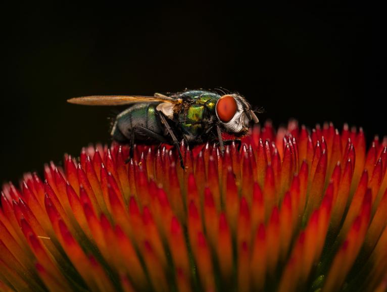 Goldfliege auf rotem Sonnenhut | Canon EOS 5D Mark IV | Canon EF 100mm f2.8 L Makro IS USM | 100mm | 1/200 s | f/10 | ISO 100