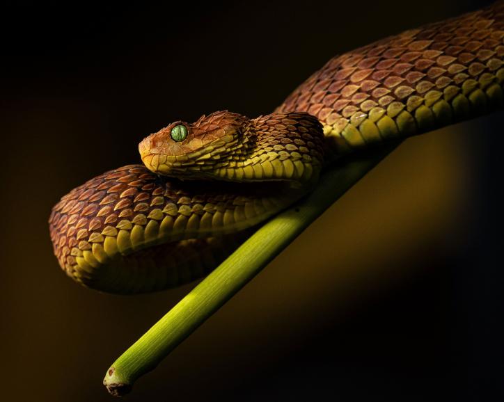 Buschviper | OM-1 | Olympus M.Zuiko Digital ED 40–150mm F2.8 PRO | 150mm | 1/320 s | f/5,6 | ISO 640
