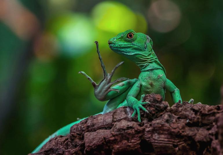 Grüner Basilisk | Canon EOS 5D Mark III | Tamron SP AF 180mm f/3,5 DI Macro | 180mm | 1/125 s | f/4,5 | ISO 1250