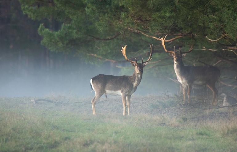 Aufsteigender Bodennebel im Müritz-Nationalpark verleiht dieser Aufnahme zweier Damhirsche eine mystische Stimmung. Nikon D7200 | 600mm | 1/80 s | f/6,3 | ISO 640