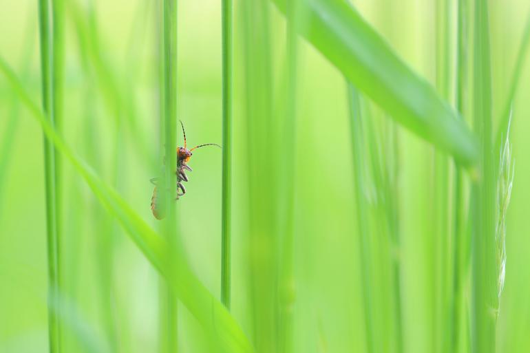 Weichkäfer | Canon EOS 7D Mark II | Canon EF 100mm f/2.8 Macro USM | 100mm | 1/160 s | f/2,8 | ISO 100