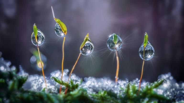 Im Gegenlicht funkelnde Wassertropfen an zarten Moossamen: Um Makromotive wie diese zum Fotografieren zu entdecken, erkundet Wolfgang Korazija den Waldboden mit einem Makrofernglas. Moos mit Wassertropfen | Nikon D300s | AF-S VR Micro-Nikkor 105mm 1:2,8G IF-ED | 105mm | 1/10 s | f/16 | ISO 100