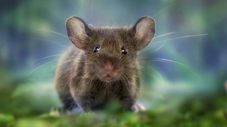 Auf Augenhöhe mit kleinsten Wesen – sowohl im tatsächlichen als auch im übertragenen Sinn: Wolfgang Korazijas Bilder entstehen mit viel Ruhe, Geduld und Respekt gegenüber dem Motiv. Hausmaus | Nikon D750 | AF-S VR Micro-Nikkor 105mm 1:2,8G IF-ED | 105mm | 1/250 s | f/20 | ISO 500