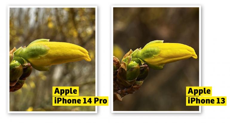 Links: Mit dem iPhone 14 Pro kann man sich auf natürliche Farbwiedergabe verlassen. Rechts: Weit, weit weg: Das iPhone 13 im Vergleich ohne Makromodus.