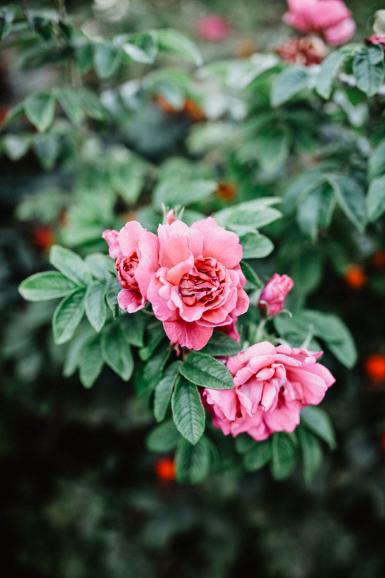 Auch Blumenbilder findet man im Portfolio von Anne Krämer. Hier eine malerische Aufnahme von Wildrosen an der Ostsee. Canon EOS 5D Mark IV | 35mm | 1/125 s | f/1,8 | ISO 200