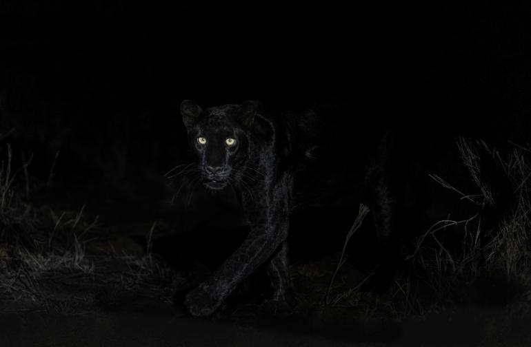 Aufgenommen in Laikipia, Kenia, zeigt dieses Bild einen seltenen schwarzen Panther. Der Leopard jagt bei Dunkelheit. Canon EOS R3 | 150mm | 1/800 s | f/2,8 | ISO 10000