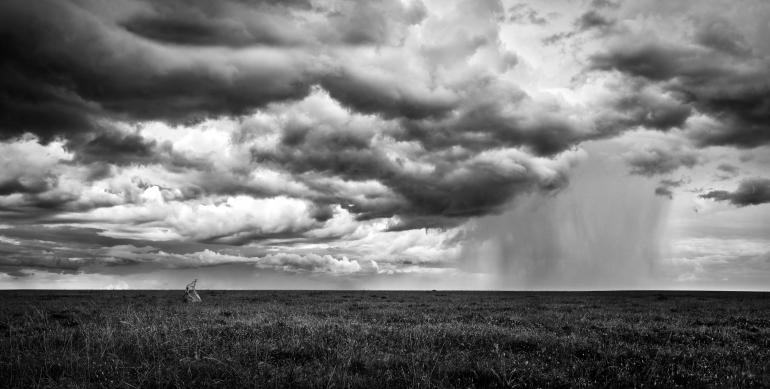 Im Serengeti-Nationalpark macht sich ein Gepard für die Jagd bereit. Das dramatische Wetter im Norden Tansanias passt zur aufgeladenen Stimmung. Canon EOS-1D X Mark II | 35mm | 1/1000 s | f/5,6 | ISO 640