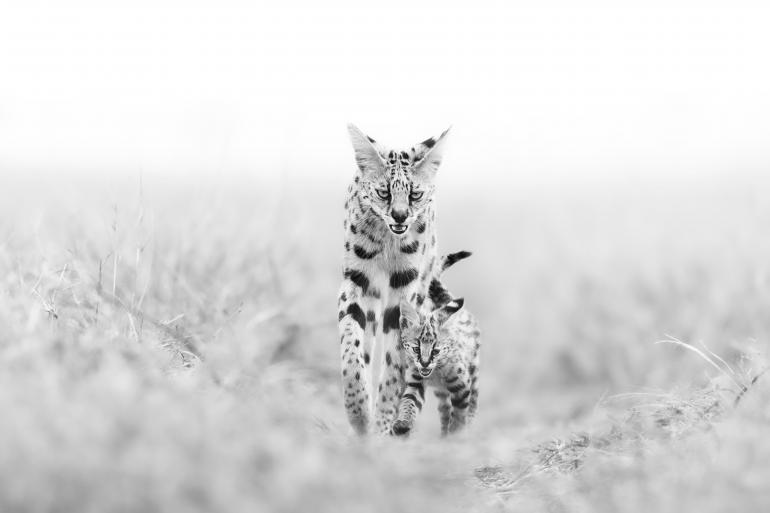 Eine Serval-Mutter ist hier im Naturschutzgebiet Masai Mara mit ihrem Nachwuchs unterwegs. Sie schaut wenig erfreut direkt in Canos Kamera. Canon EOS-1D X Mark III | 600mm | 1/1600 s | f/8 | ISO 800