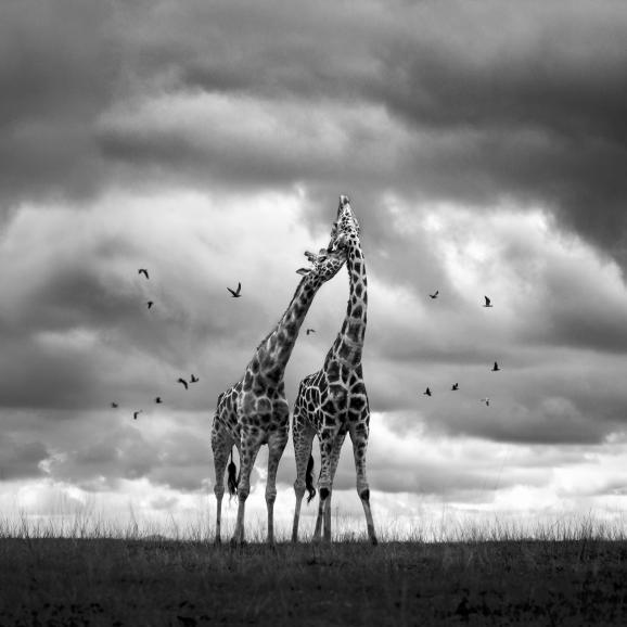 Im Naturpark Cabárceno in Spanien leben u. a. Giraffen. Hier werden zwei von ihnen von Möwen umkreist. Marina Cano platzierte ihre Kamera auf Bodenhöhe, um den Hintergrund auszusparen. So entstand eine minimalistische Aufnahme. Canon EOS 1D Mark IV | 100mm | 1/1250 s | f/4,5 | ISO 800