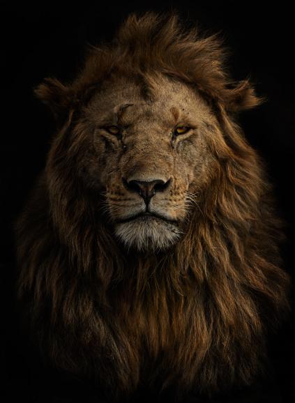 Das majestätische Porträt dieses Löwen entstand im Naturschutzgebiet Masai Mara in Kenia. Um ihn herum war die Erde verbrannt – der schwarze Hintergrund diente der Fotografin als Kulisse. Canon EOS-1D X Mark III | 600mm | 1/800 s | f/8 | ISO 800