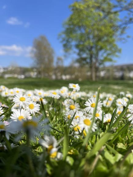 Sie möchten ein kleines Makromotiv auf Augenhöhe fotografieren oder eine bestimmte Bildidee aus der Froschperspektive festhalten? Dann drehen Sie Ihr Smartphone einfach zur Seite oder auf den Kopf, um noch näher an den Boden heranzukommen.