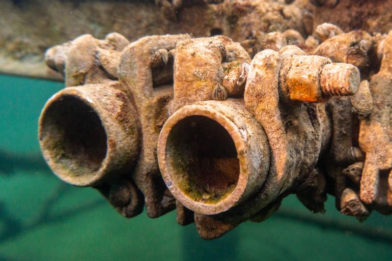 Auch Detailaufnahmen bieten sich unter der Wasseroberfläche an. Es kann helfen, im Nahbereich zunächst mit statischen Motiven zu arbeiten, um sich an die geringe Schärfentiefe zu gewöhnen und gegebenenfalls Anpassungen vorzunehmen. Sony Alpha 6400 | 16mm | 1/200 s | f/3,5 | ISO 800