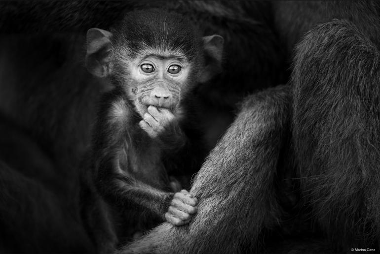 Strahlend schön ohne Farben: Hier hat Marina ein Farbbild eines Pavianbabys bearbeitet, das ebenfalls in Amboseli, Kenia, aufgenommen wurde. So hat sie es in Schwarzweiß umgewandelt und das Hauptmotiv, das Baby, neu ausgeleuchtet, um diese unschuldigen und wunderschön funkelnden Augen hervorzuheben.