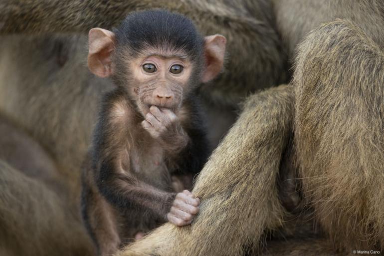 So sah die Aufnahme des Pavianbabys vor der Bearbeitung aus.