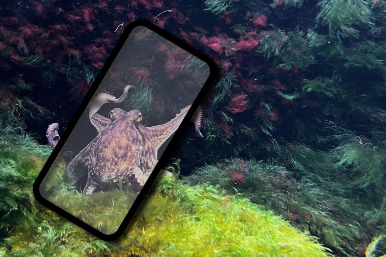 Smartphone unter Wasser