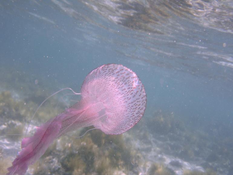 Eine Qualle schwimmt Richtung Meeresoberfläche.