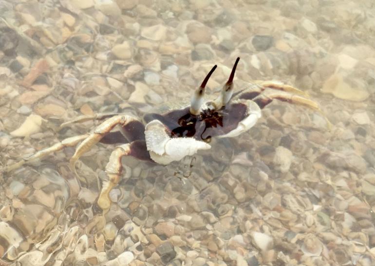 Man muss kein Tauchprofi mit Spiegelreflex im Korallenriff sein: Auch am Mittelmeer mit Schnorchelbrille und günstiger Unterwasserkamera sind tolle Fotos möglich.