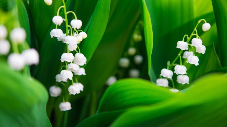 Blühende Convallaria