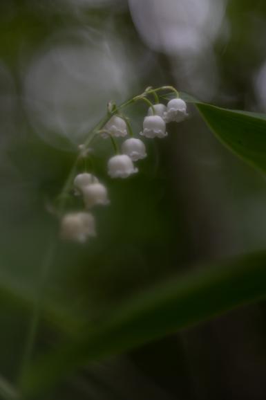 So sieht die unbearbeitete Aufnahme der Maiglöckchen aus. Nikon Z 7 | Trioplan 100mm mit Makrofilter ×2 | 1/400 s | f/2,8 | ISO 200