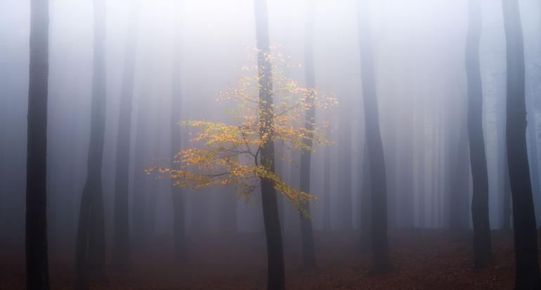 Nebel sorgt für eine malerische Atmosphäre – und lässt sich mitunter gut vorhersagen. Canon EOS 6D II | 100 mm | 1/4 s | f/8 | ISO 100