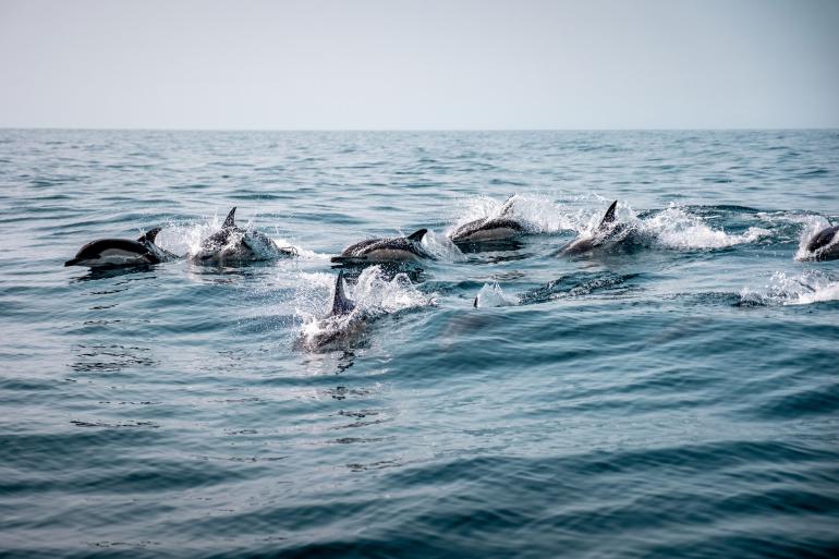 Mit ihren Bilder möchte die junge Fotografin auf die Bedrohung der Weltmeere durch menschliche Einflüsse aufmerksam machen. Fujifilm X-H2S | 55mm | 1/7000 s | f/2,8 | ISO 500