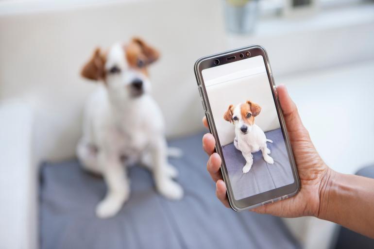 Hund wird mit einem Smartphone fotografiert.