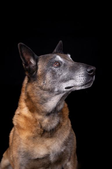 Draußen und im Studio: Die Bundeswehr-Hunde hat Regine an zwei Terminen fotografiert – einmal bei einem Outdoor-Shooting in der Wahner Heide bei Köln und einmal in ihrem Studio in Kürten, da der alte Diensthund Dag (oben) bereits in Rente ist und für ihn der Termin draußen körperlich zu anstrengend gewesen wäre. Dag | zwei Studioblitze | 64mm | 1/160 s | f/10 | ISO 200