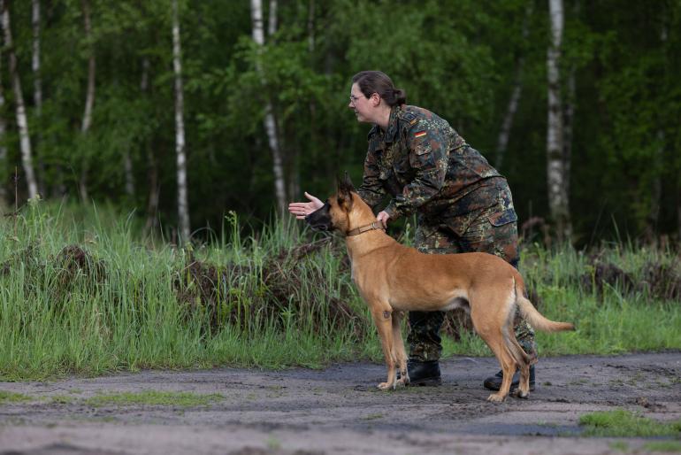 Im Training: Arek, ein heller Malinois-Rüde, hier mit Hundeführerin Stefanie Pressmann, hat eine Ausbildung zum Schutz- und Sprengstoffspürhund hinter sich. Derzeit ist er noch im aktiven Dienst, allerdings nur als Sprengstoffspürhund, und bereitet sich auf sein Rentnerleben ab Ende September vor.