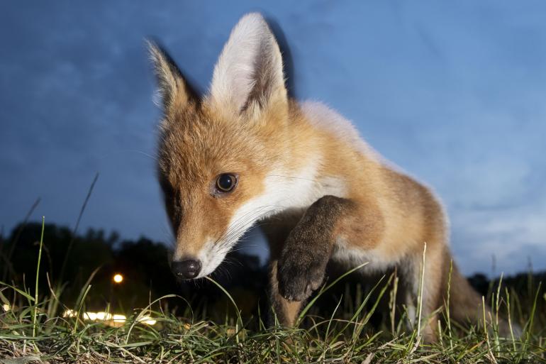 Über fünf Jahre war Umweltfotograf Sven Meurs für diesen Bildband unterwegs – im Hinterkopf immer die Frage, ob es noch echte Wildnis in Deutschland gibt.