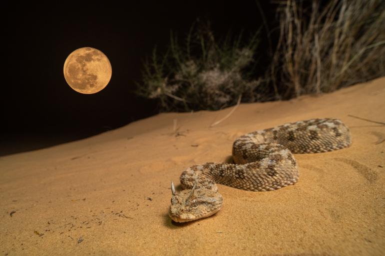 Nikon D850 | Opteka 4/15 mm (Schlange) und Nikkor 5,6/200-500 mm (Mond) | 1/200 s | f/5,6 | ISO 1000