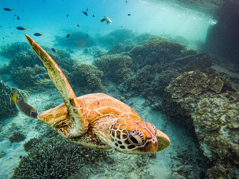 Great Barrier Reef, Australien