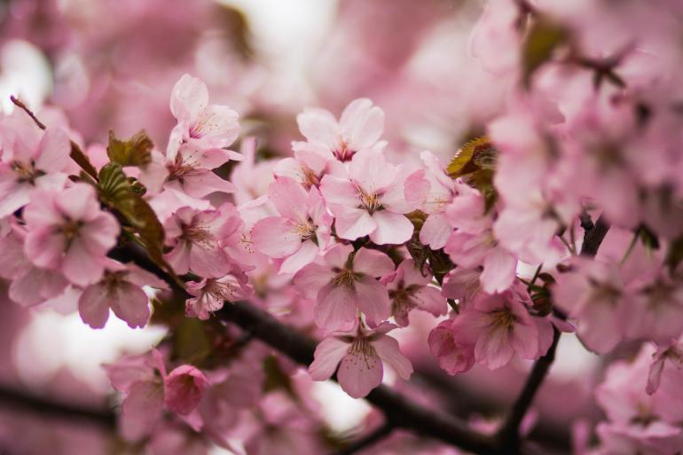 National Cherry Blossom Festival, Washington, D.C.