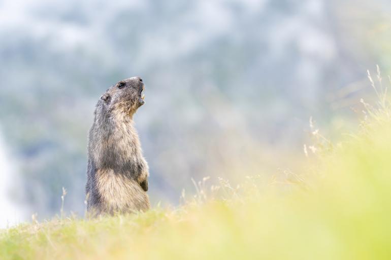 Für starke Wildlife- Aufnahmen müssen Sie nicht unbedingt um die halbe Welt fliegen. Auch in unseren Breiten finden sich tolle Tierarten.