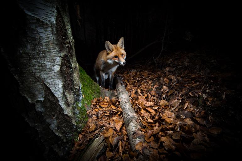 Ein Rotfuchs auf Mäusejagd in einem herbstlichen Laubwald. Canon EOS 5D Mark III | Canon EF 11–24mm f/4L USM | 11mm | 13 s | f/8 | ISO 640