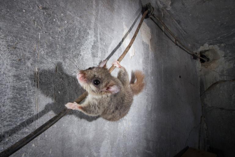 Maus (s. oben) und Siebenschläfer: Viele wilde Tiere haben sich den urbanen Raum erschlossen und akzeptieren die Nähe des Menschen nicht nur, sondern profitieren durch sichere Schlaf- und Nistplätze sowie Futter sogar davon.